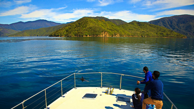 Join the award-winning team at E-ko Tours on their signature Marlborough Sounds dolphin & wildlife cruise!